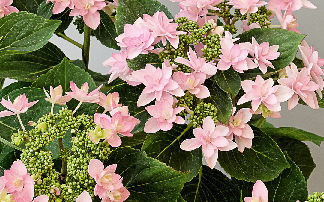 Hortensia You&Me Romance®