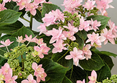 Hortensia You&Me Romance®