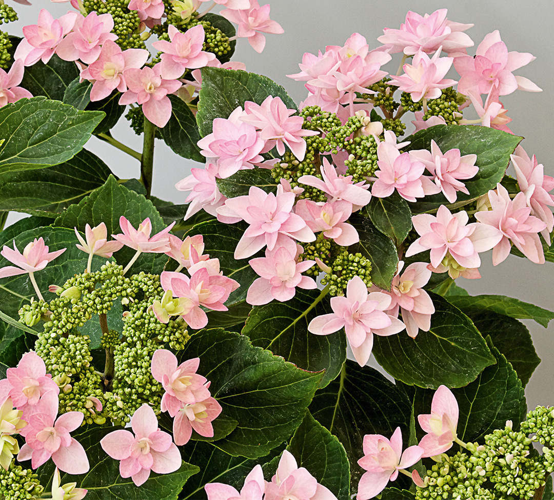 You&Me_Romance_rosa Hortensia You&Me Romance®