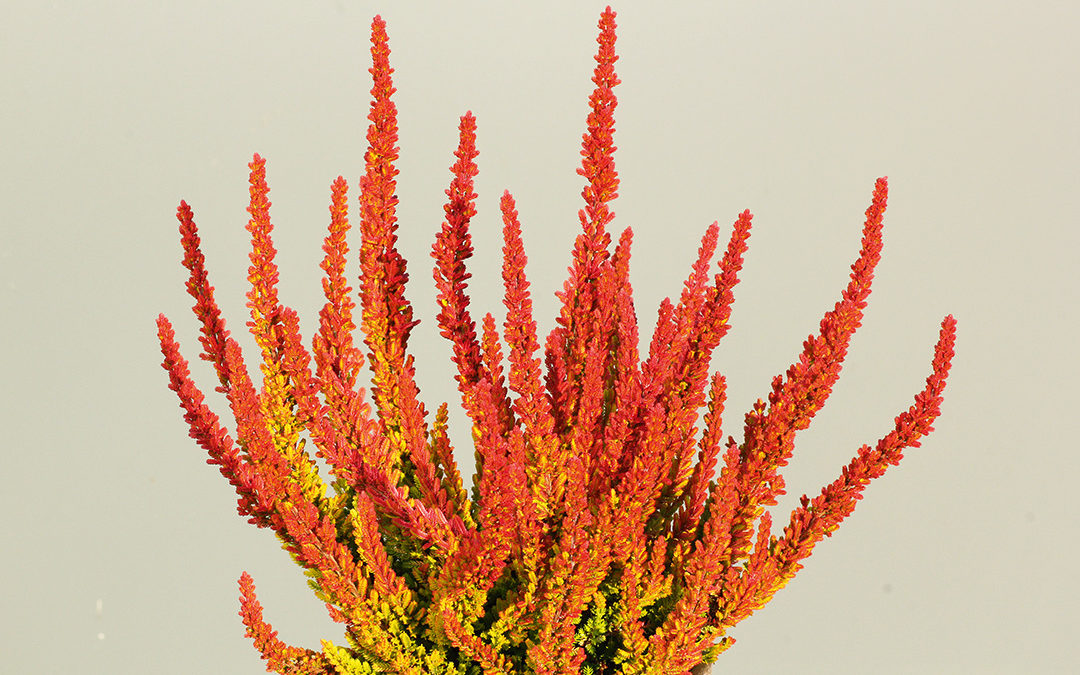 Calluna Garden Girls Zoéⓢ