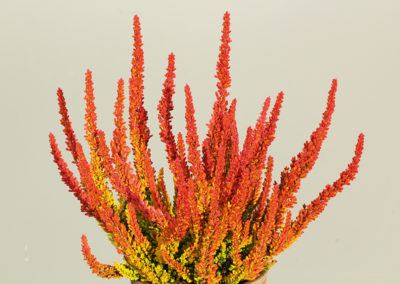 Calluna Garden Girls Zoéⓢ