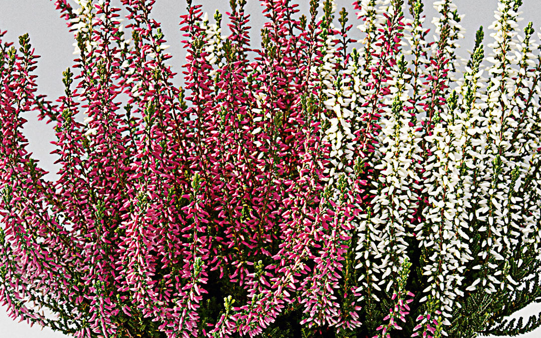 Calluna bicolore