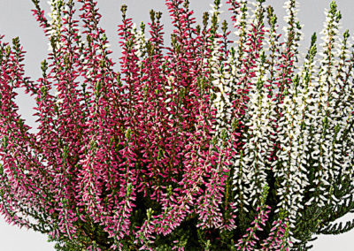 Calluna bicolore