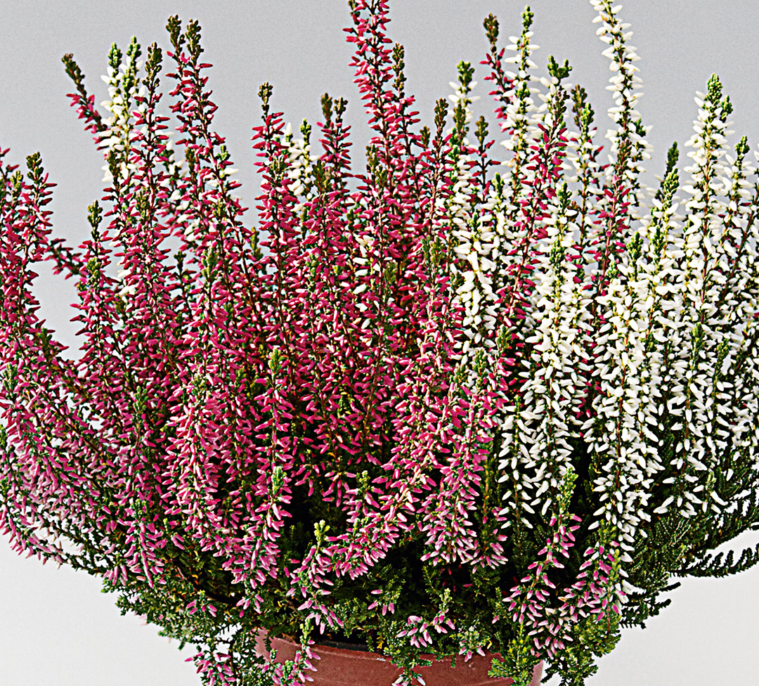 Zweifarbig-rot-weissT11 Calluna bicolore