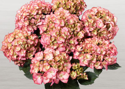 Hortensia Adula Rose