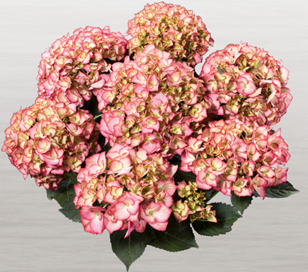 adula-rosa-frei Hortensia Adula Rose