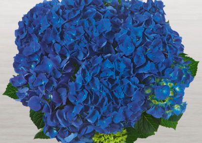 Hortensia Jip Blue