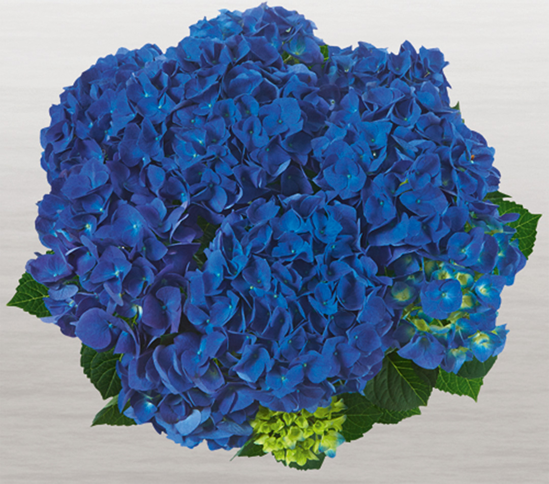 jip-blue-frei Hortensia Jip Blue
