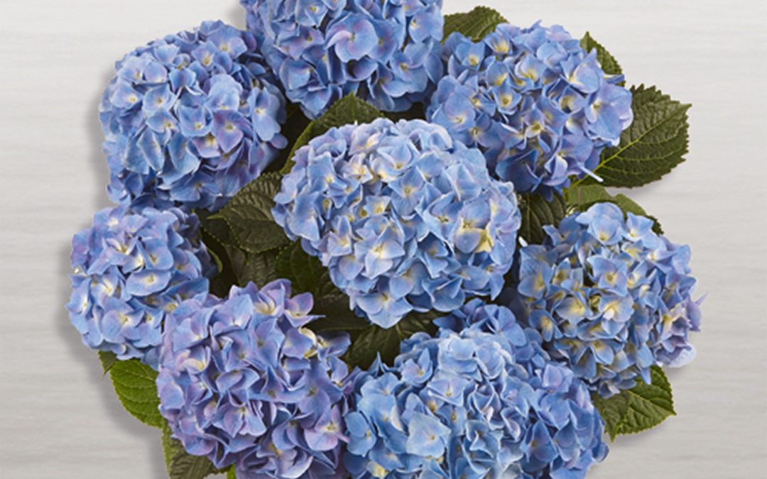 Hortensia Marine