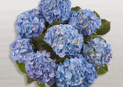 Hortensia Marine