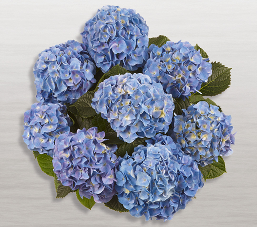 marine-frei Hortensia Marine