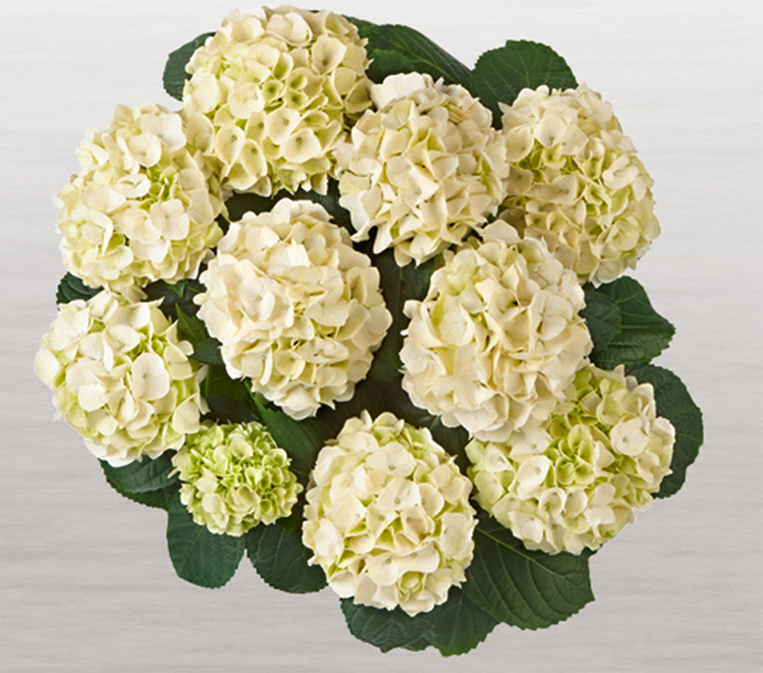 saxon-kleiner-winterberg-frei Hortensia Saxon® Kleiner Winterberg