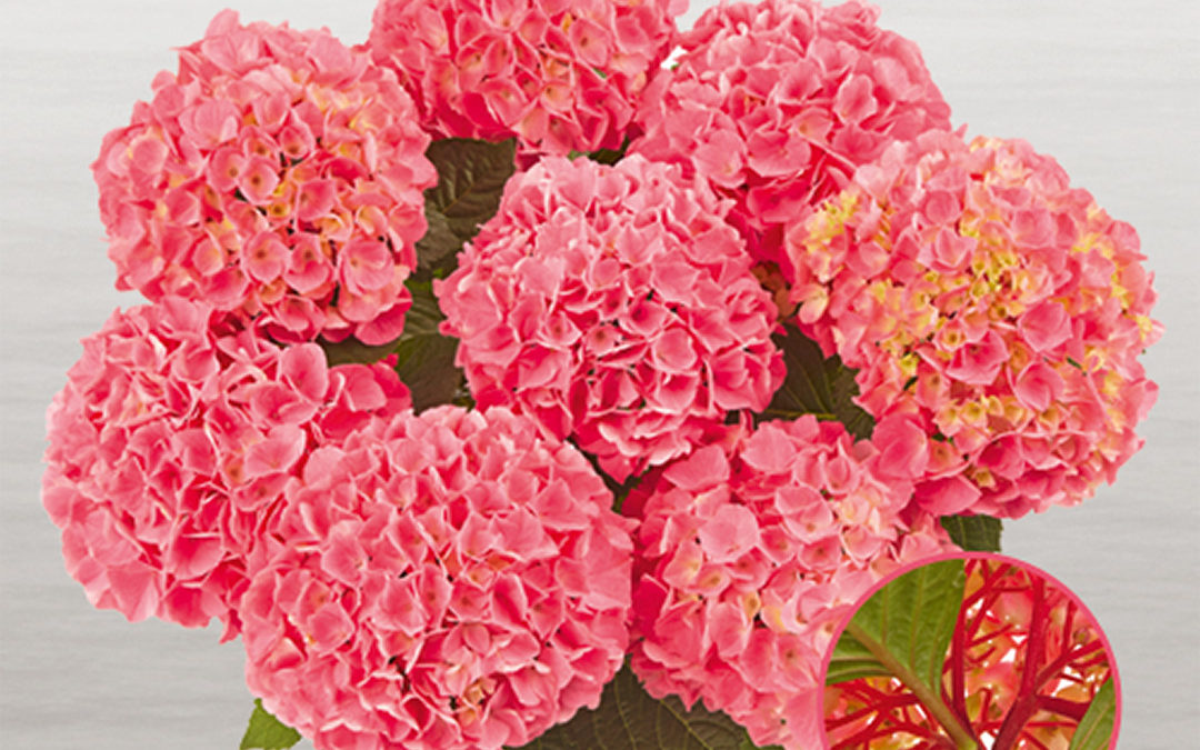 Hortensia Saxon® Style Pink