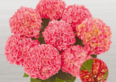 Hortensia Saxon® Style Pink