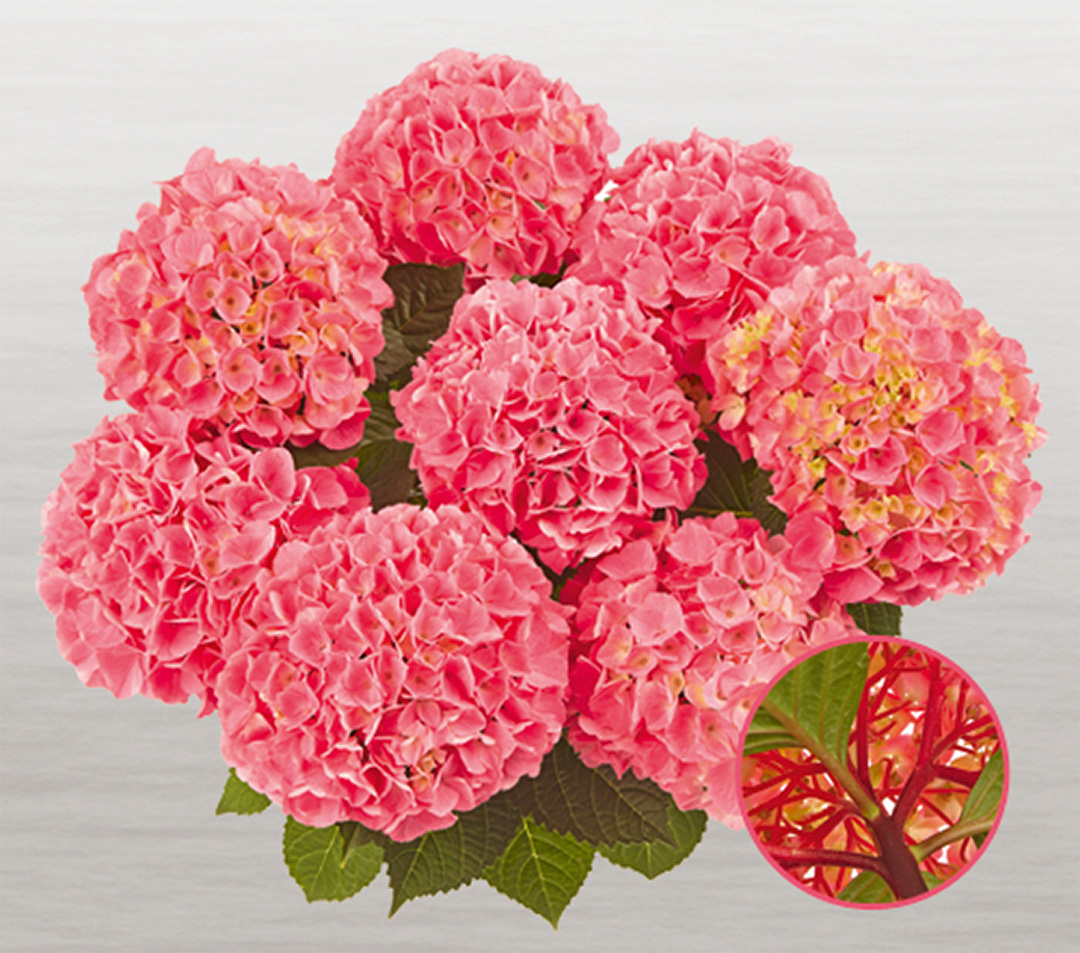 saxon-style-pink-frei Hortensia Saxon® Style Pink