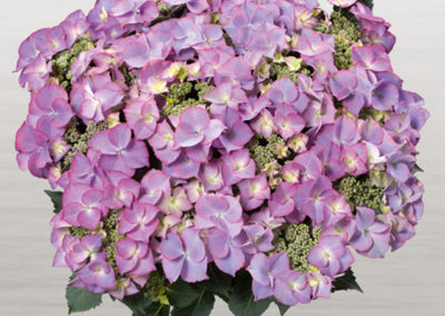 Hortensia Tiffany Lila