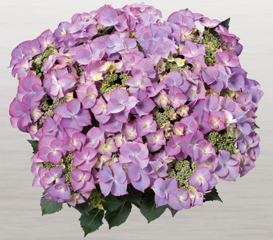 tiffany-lila-frei Hortensia Tiffany Lila
