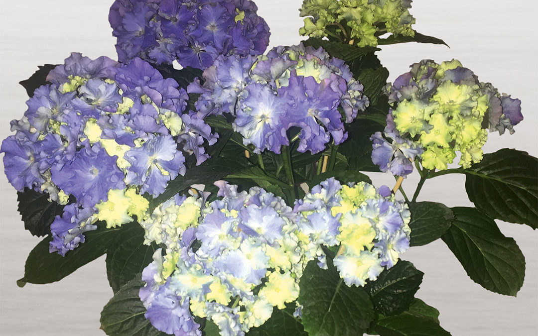 Hortensia Fripon®