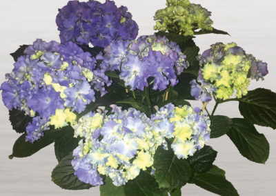 Hortensia Fripon®