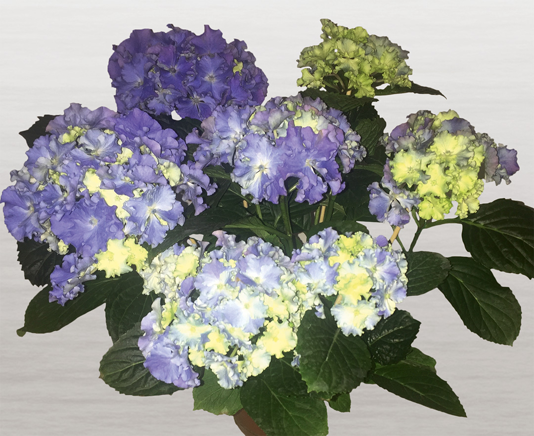 fripon-img_1593 Hortensia Fripon®
