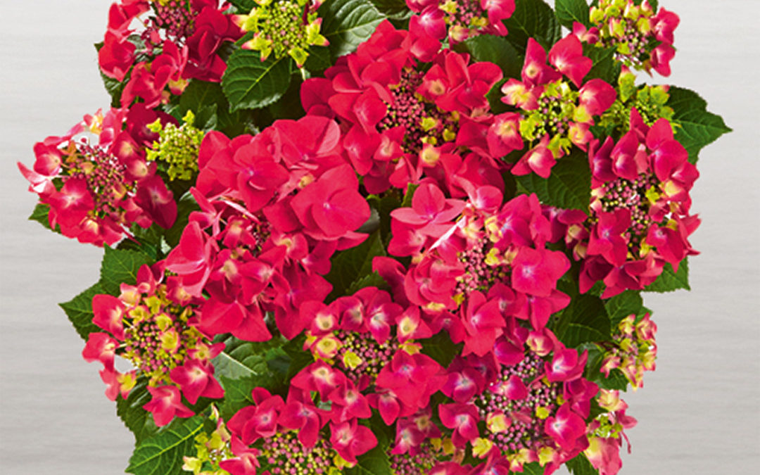 Hortensia Frisbee® Hot Pink