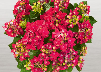 Hortensia Frisbee® Hot Pink