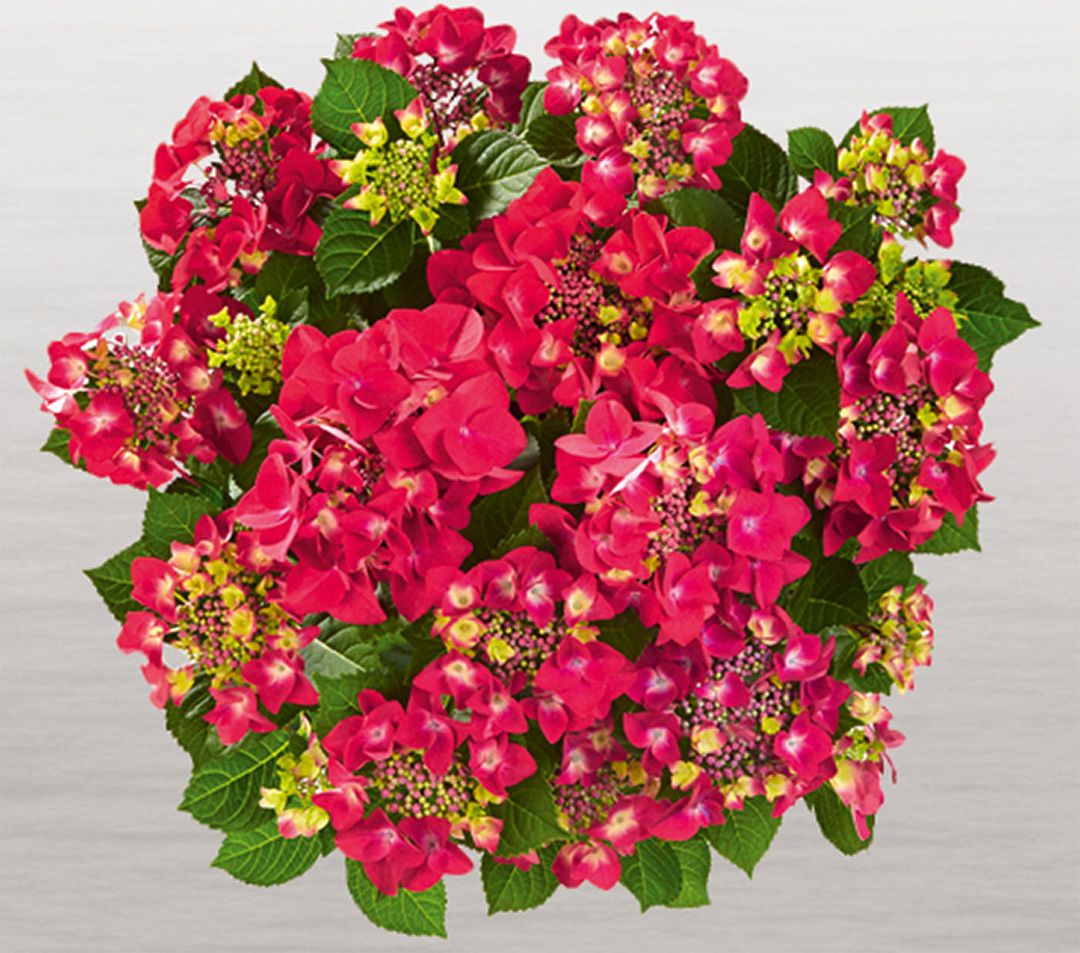 frisbee-hot-pink-frei Hortensia Frisbee® Hot Pink