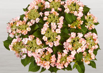 Hortensia Frisbee® Petticoat