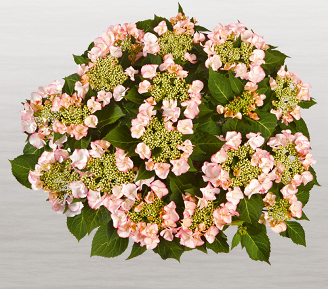 frisbee-petticoat-frei Hortensia Frisbee® Petticoat