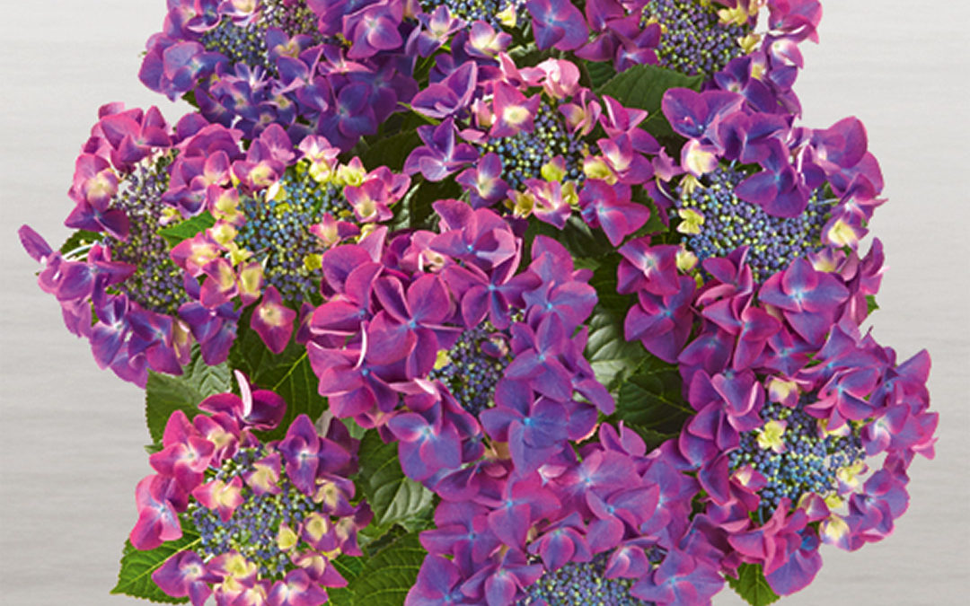 Hortensia Frisbee® Purple