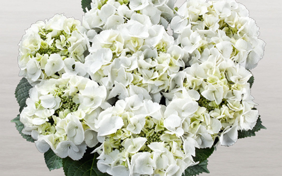 Hortensia Frisbee White