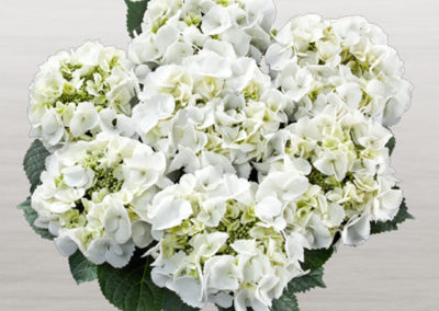 Hortensia Frisbee White