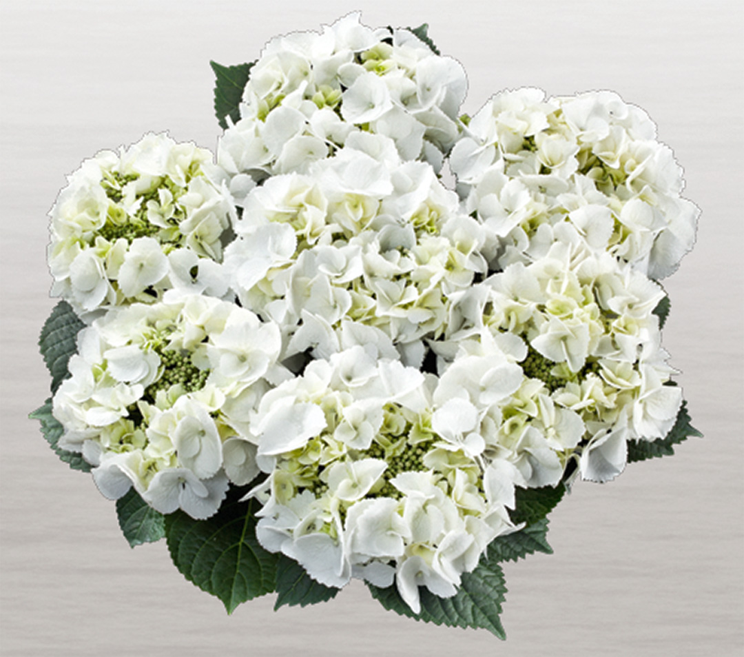frisbee-white-frei Hortensia Frisbee White