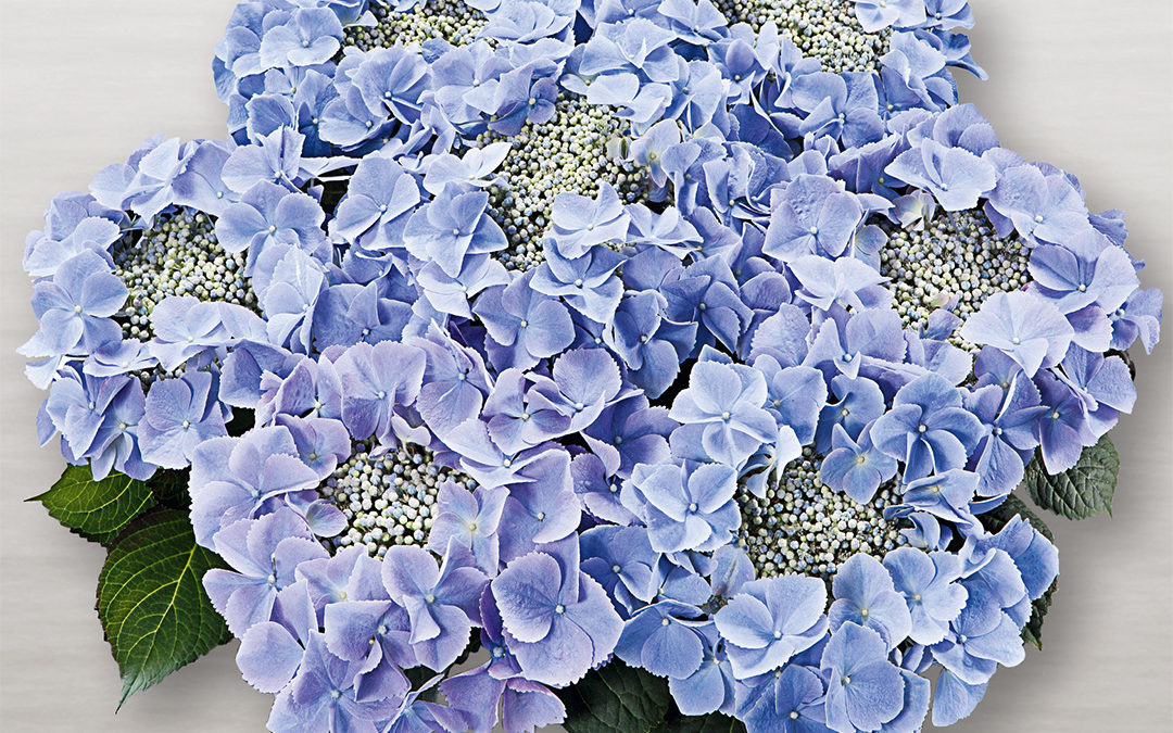 Hortensia Frisbee® Blue