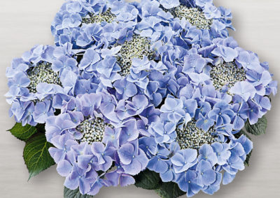Hortensia Frisbee® Blue