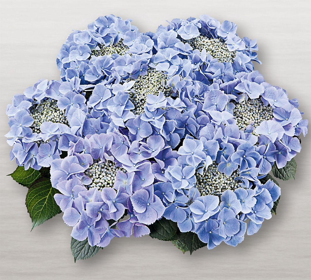 frisbee_blue_schatten_klein Hortensia Frisbee® Blue