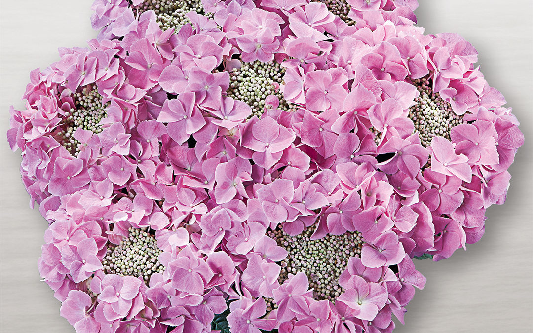 Hortensia Frisbee® Rosa