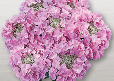 Hortensia Frisbee® Rosa