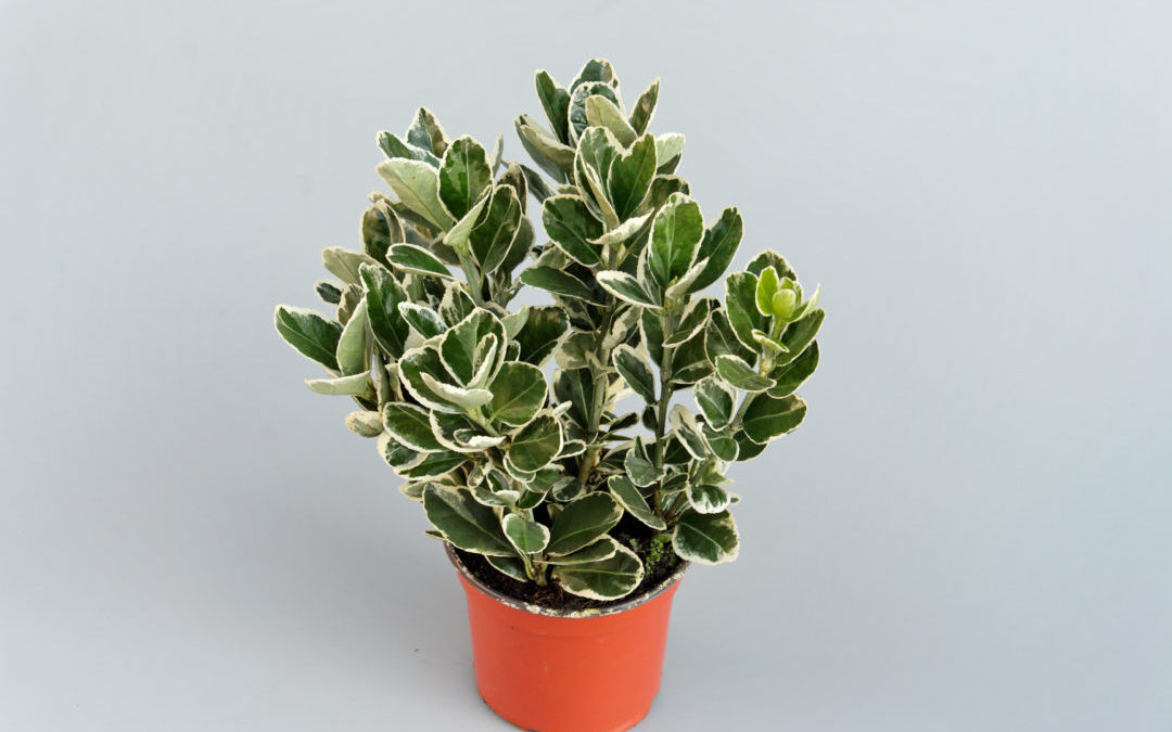 Euonymus japonicus bunt