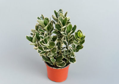 Euonymus japonicus panaché