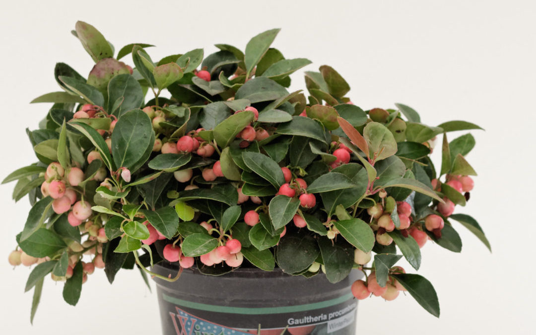 Gaultheria procumbens