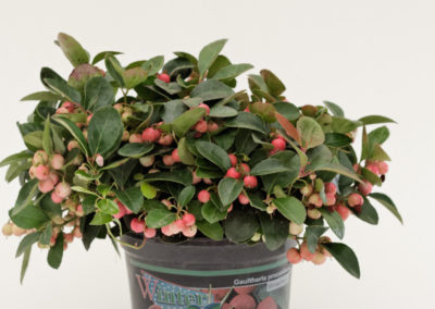 Gaultheria procumbens