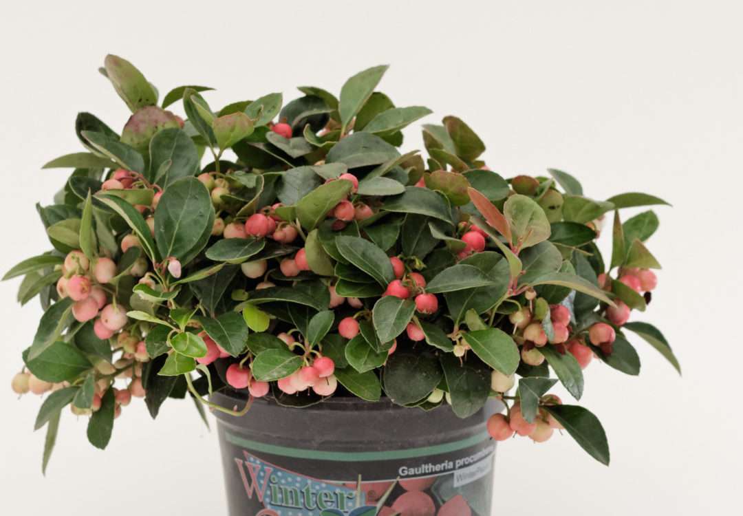 Gaultheria T13 Gaultheria procumbens