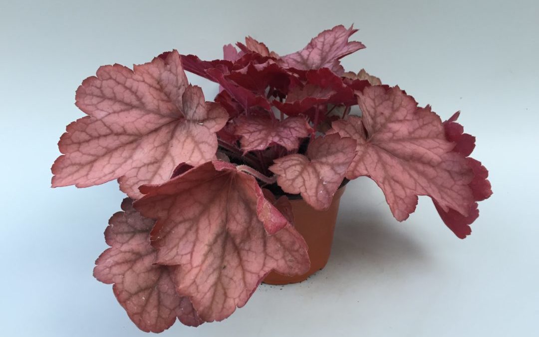 Heuchera Georgia Peach