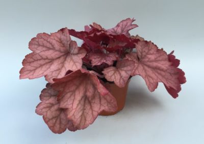 Heuchera Georgia Peach