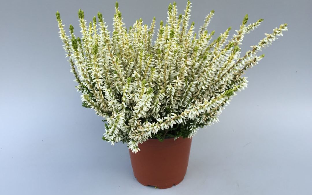 Calluna Garden Girls Sarahⓢ