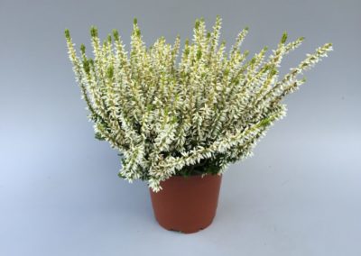 Calluna Garden Girls Sarahⓢ