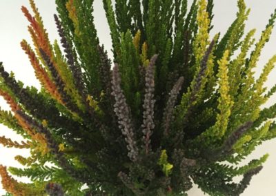 Calluna Sunset Trio