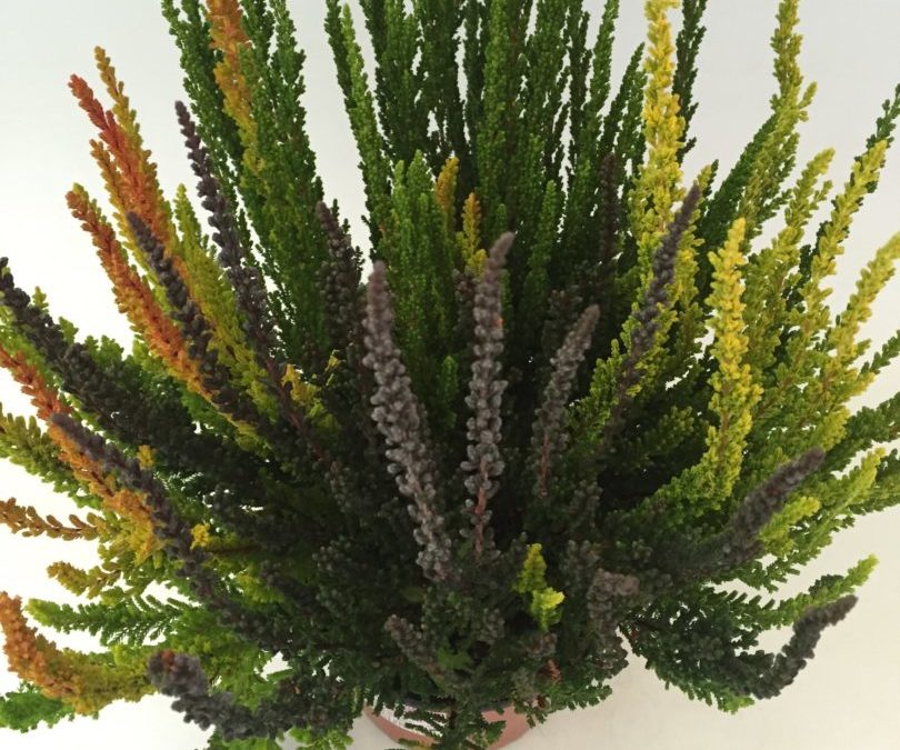 Calluna Sunset Trio