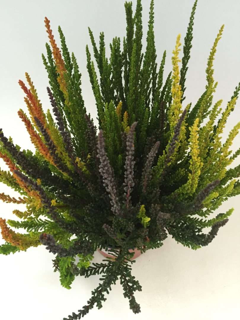 GG Sunset LineIMG-1550 Calluna Sunset Trio